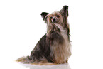 sitting Chinese Crested Dog Powder Puff