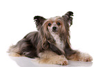 lying Chinese Crested Dog Powder Puff