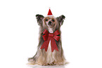 sitting Chinese Crested Dog Powder Puff