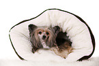 lying Chinese Crested Dog Powder Puff