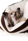 lying Chinese Crested Dog Powder Puff