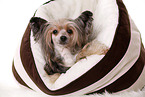 lying Chinese Crested Dog Powder Puff