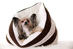 lying Chinese Crested Dog Powder Puff