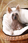 lying Chinese Crested Dog