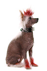 sitting Chinese Crested Dog