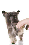 brushing a Chinese Crested Powder Puff
