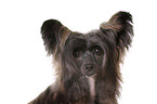 Chinese Crested Dog Powder Puff Portrait