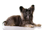 lying Chinese Crested Dog Powder Puff