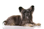 lying Chinese Crested Dog Powder Puff