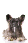 lying Chinese Crested Dog Powder Puff