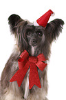 Chinese Crested Dog Powder Puff Portrait