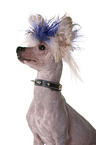 Chinese Crested Dog Portrait