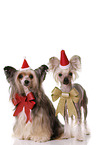 2 Chinese Crested Dogs