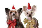 2 Chinese Crested Dogs