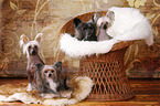 4 Chinese Crested Dogs