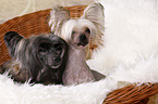 2 Chinese Crested Dogs