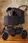 pet stroller