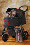 pet stroller