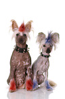 2 Chinese Crested Dogs