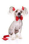 Chinese Crested Dog as devil