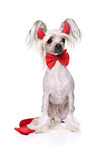 Chinese Crested Dog as devil