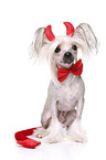 Chinese Crested Dog as devil