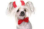 Chinese Crested Dog as devil