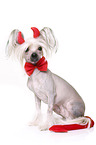 Chinese Crested Dog as devil