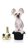 Chinese Crested Dog