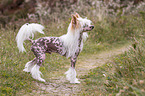 Chinese Crested Dog