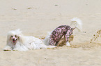 2 Chinese Crested Dogs