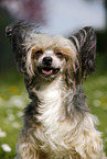 Chinese Crested Powderpuff Portrait