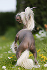 Chinese Crested Dog