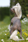 Chinese Crested Dog