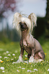 sitting Chinese Crested Dog