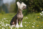 sitting Chinese Crested Dog