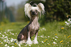 sitting Chinese Crested Dog
