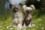 2 Chinese Crested Dogs