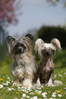 2 Chinese Crested Dogs