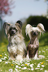 2 Chinese Crested Dogs