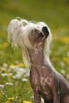Chinese Crested Dog Portrait