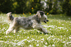 running Chinese Crested Powderpuff