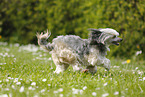 running Chinese Crested Powderpuff