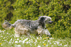 running Chinese Crested Powderpuff