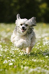 running Chinese Crested Powderpuff