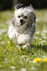 running Chinese Crested Powderpuff