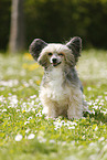 sitting Chinese Crested Powderpuff