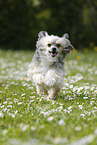 running Chinese Crested Powderpuff