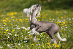 Chinese Crested Dog