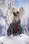 sitting Chinese Crested Dog